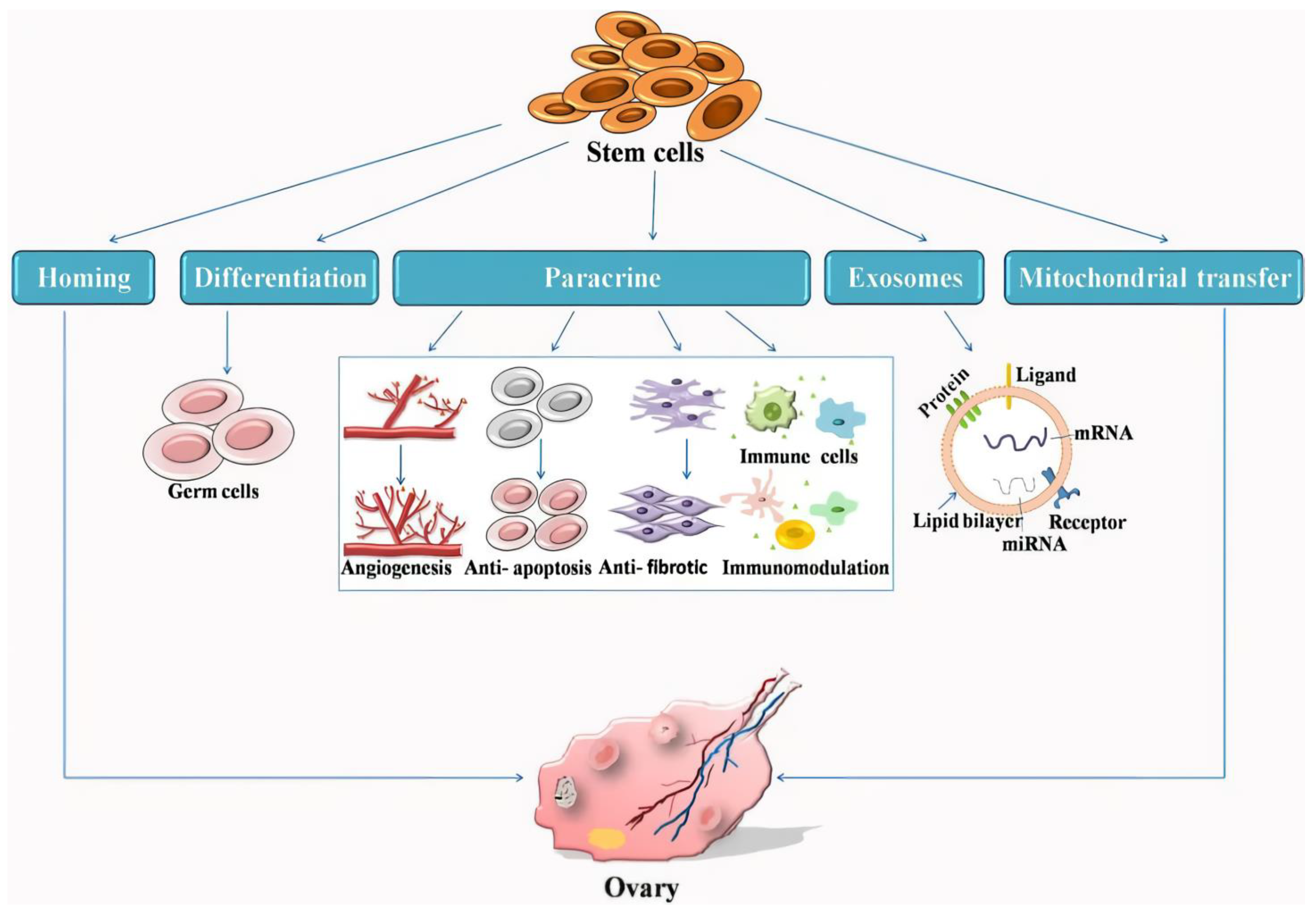 圖1：干細胞治療卵巢早衰的機制示意圖。
