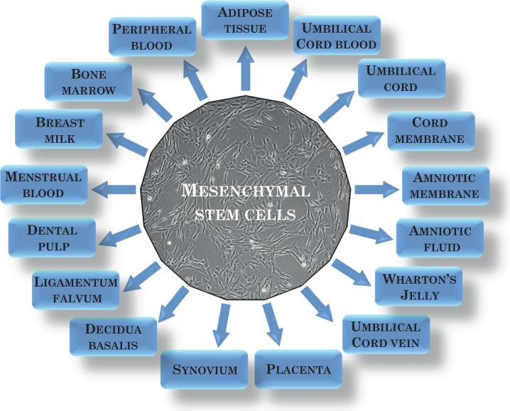 間充質(zhì)干細(xì)胞可以從多種來(lái)源中分離出來(lái)? 間充質(zhì)干細(xì)胞可以從多種來(lái)源中分離出來(lái)?