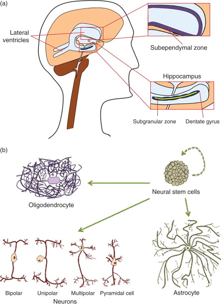 圖1:神經(jīng)干細胞的來源和分化能力。 圖1:神經(jīng)干細胞的來源和分化能力。