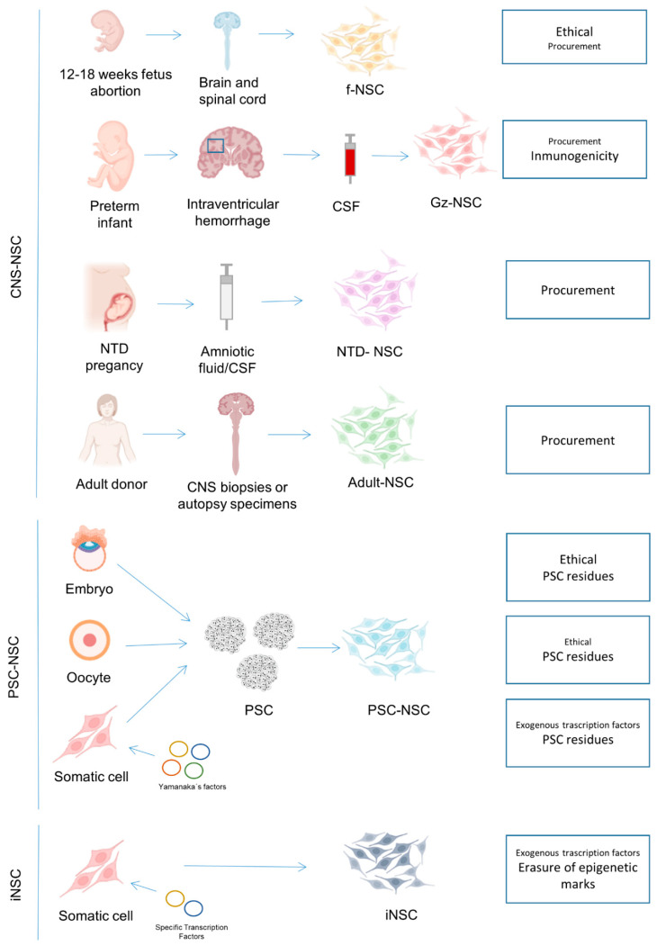 圖1:NSC生產(chǎn)的可用來源以及每個來源的主要關(guān)注點。 圖1:NSC生產(chǎn)的可用來源以及每個來源的主要關(guān)注點。