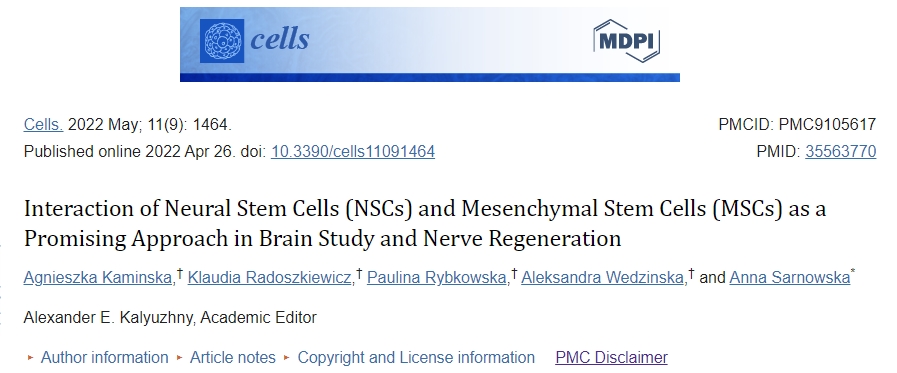 神經(jīng)干細胞 (NSC) 和間充質(zhì)干細胞 (MSC) 的相互作用作為大腦研究和神經(jīng)再生的一種有前途的方法