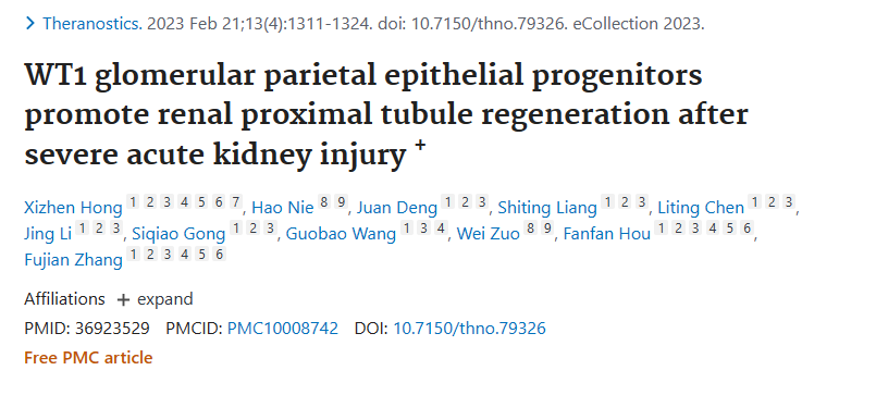 WT1 腎小球頂端上皮祖細(xì)胞促進(jìn)嚴(yán)重急性腎損傷后腎近端小管再生+ WT1 腎小球頂端上皮祖細(xì)胞促進(jìn)嚴(yán)重急性腎損傷后腎近端小管再生+