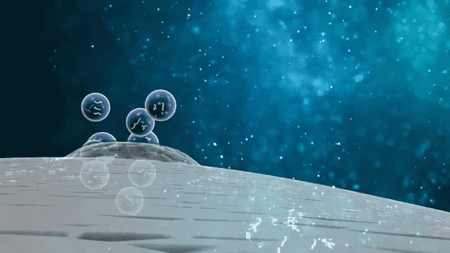 △MSCs可以通過與細胞間的相互作用，及旁分泌生物活性因子來完成機體的免疫調節