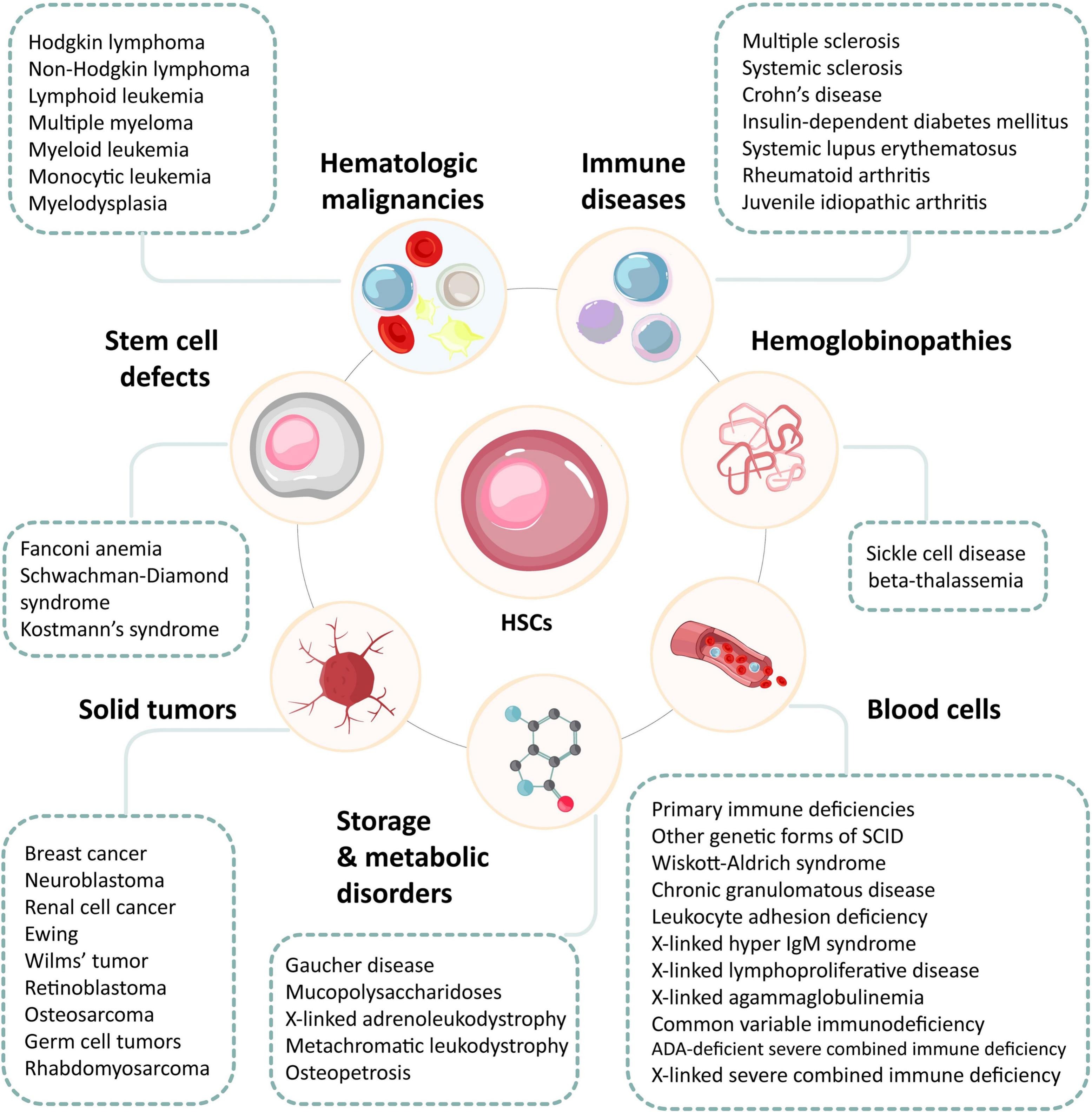 圖3：造血干細胞及其在治療血液和非血液疾病中的潛力。