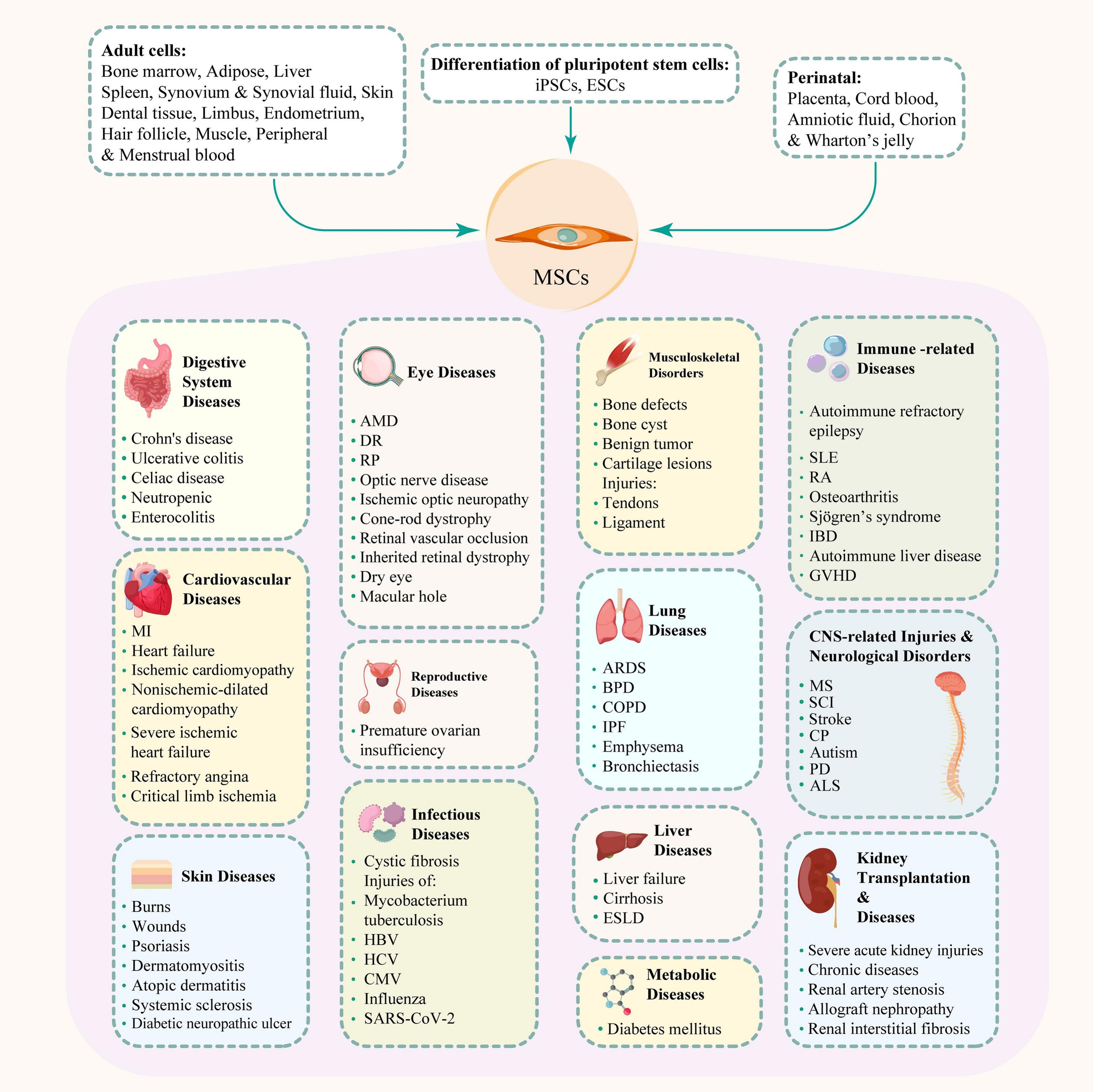 圖2：間充質干細胞、其來源和治療潛力。