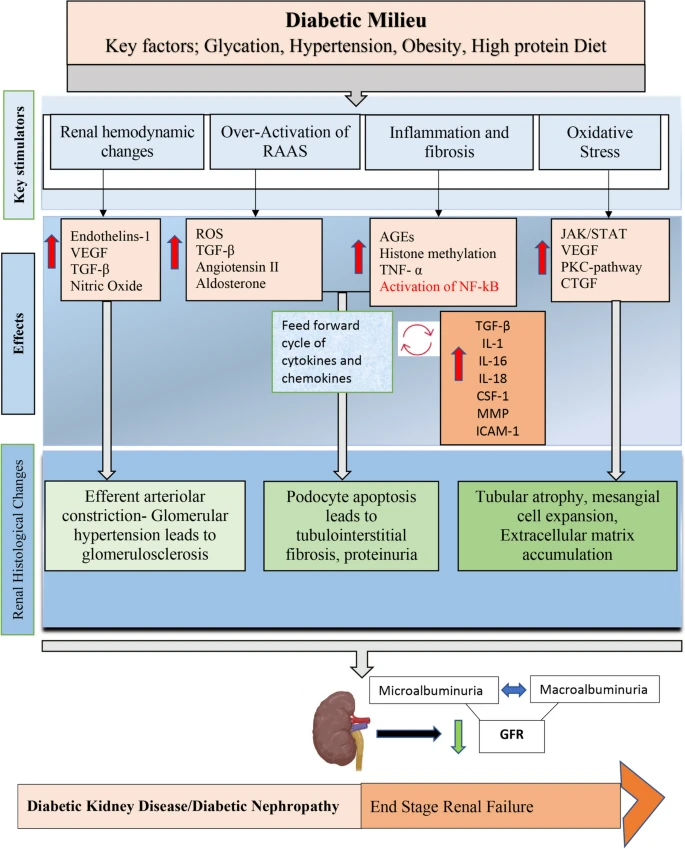 糖尿病腎病(DKD)的簡(jiǎn)明病理生理學(xué)如圖2所示 糖尿病腎病(DKD)的簡(jiǎn)明病理生理學(xué)如圖2所示
