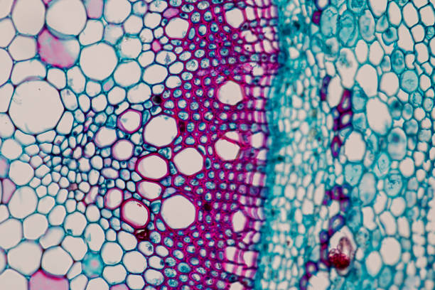 多能干細胞療法的臨床轉(zhuǎn)化：成功與挑戰(zhàn)