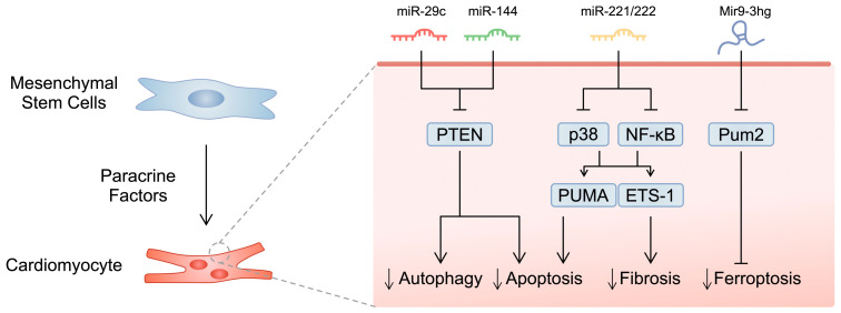 圖1:所選研究的示意圖,展示了間充質干細胞分泌的microRNA分子對心肌細胞的影響。 圖1:所選研究的示意圖,展示了間充質干細胞分泌的microRNA分子對心肌細胞的影響。