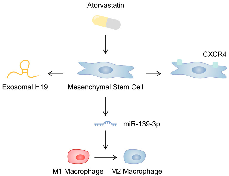 圖2:示意圖顯示阿托伐他汀對間充質干細胞的影響,這可能會影響其心臟保護能力。 圖2:示意圖顯示阿托伐他汀對間充質干細胞的影響,這可能會影響其心臟保護能力。