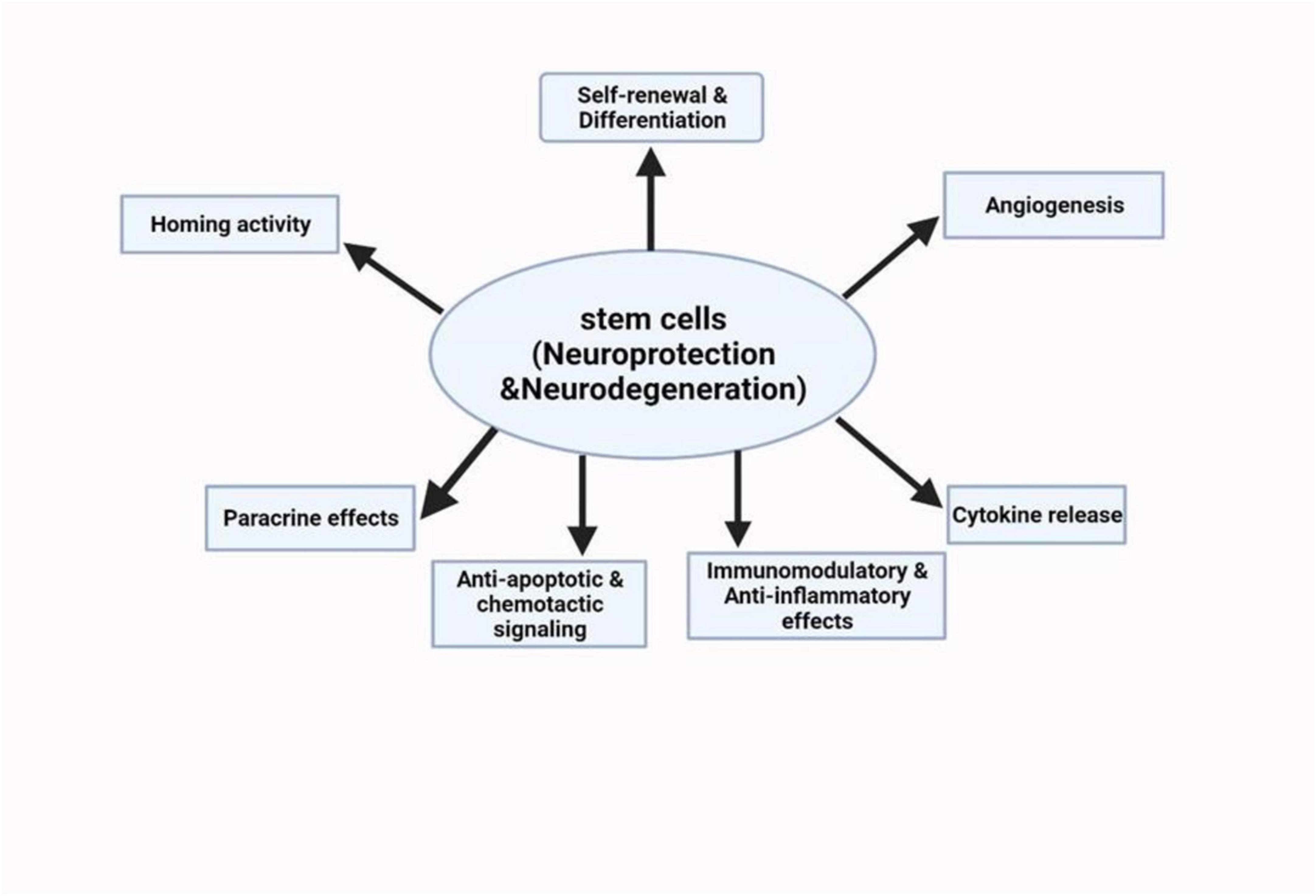 圖5：干細胞療法對神經系統疾病的神經保護潛力的示意圖