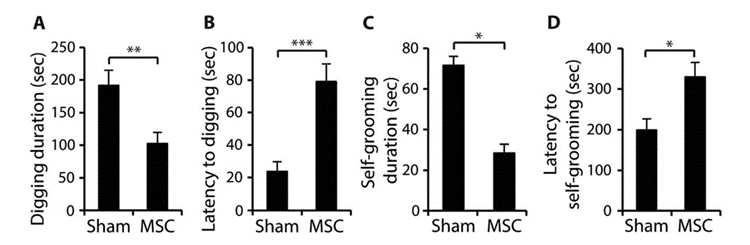 圖3:BTBR小鼠接受間充質干細胞移植后重復行為的改善 圖3:BTBR小鼠接受間充質干細胞移植后重復行為的改善