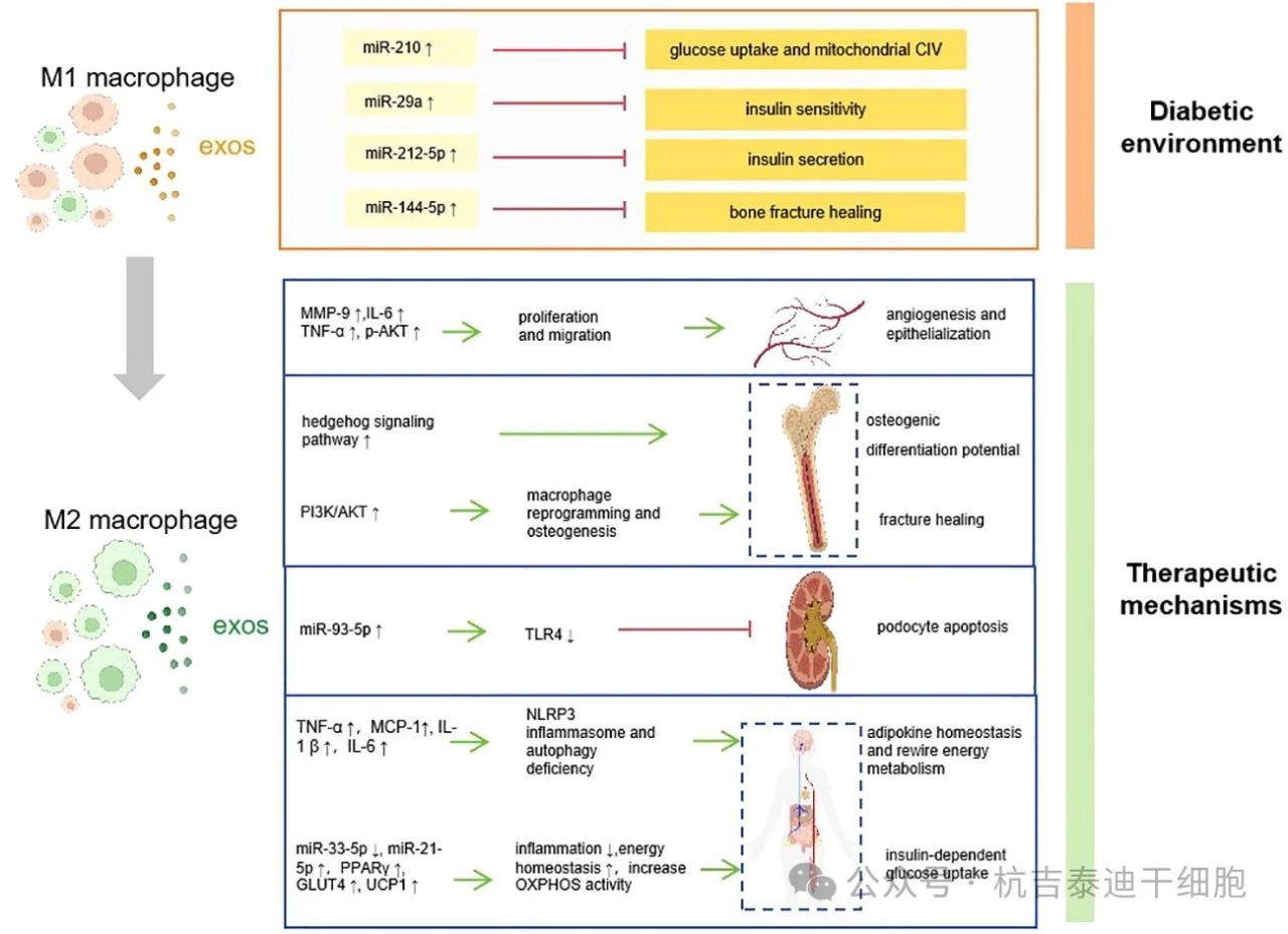 圖1：巨噬細(xì)胞衍生的外泌體如何促進(jìn)糖尿病的發(fā)病機(jī)制、并發(fā)癥和治療。