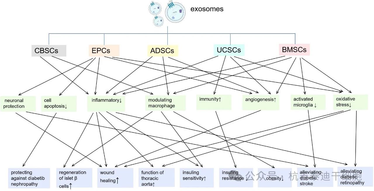 圖2：來自不同種類干細(xì)胞的外泌體及其對糖尿病炎癥/免疫調(diào)節(jié)作用的主要機(jī)制。