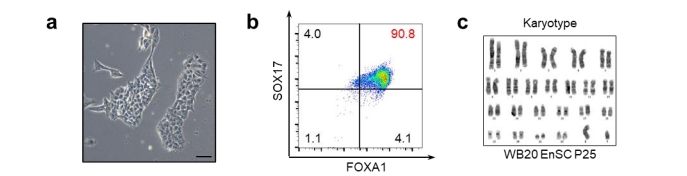 Enscs的形態、FACS的結果、WB20EnSC系的染色體分型結果