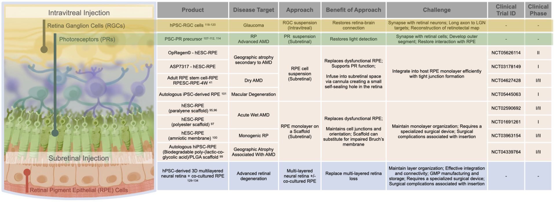 圖3:視網(wǎng)膜細(xì)胞替代。 圖3:視網(wǎng)膜細(xì)胞替代。