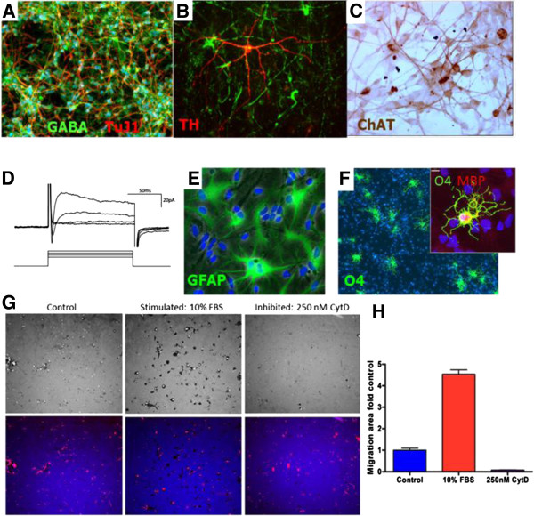 圖1:人中樞神經(jīng)系統(tǒng)干細(xì)胞(HuCNS-SC)體外分化。 圖1:人中樞神經(jīng)系統(tǒng)干細(xì)胞(HuCNS-SC)體外分化。