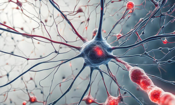 人類神經(jīng)干細(xì)胞的臨床轉(zhuǎn)化 人類神經(jīng)干細(xì)胞的臨床轉(zhuǎn)化