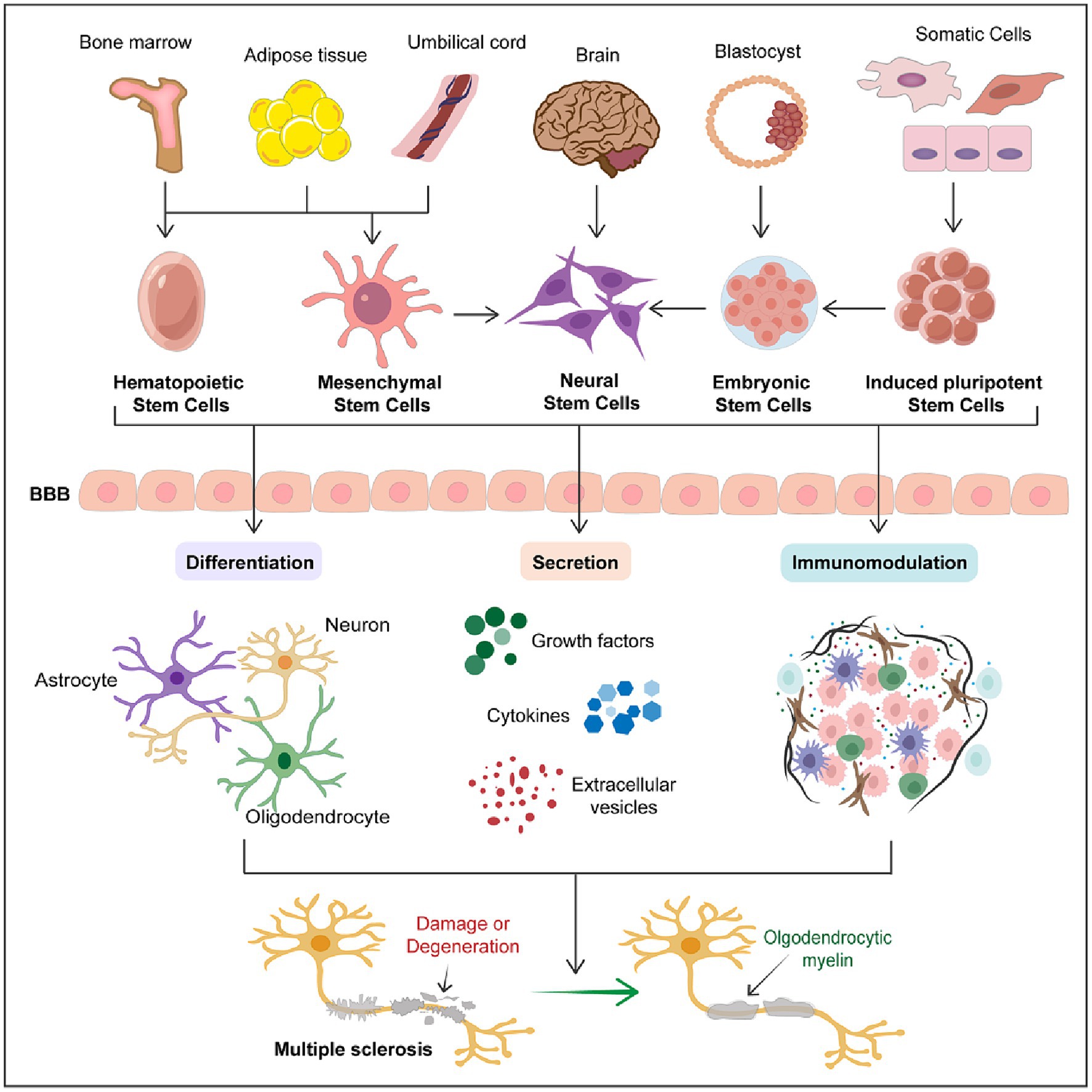 圖1:干細胞在多發性硬化癥中的治療潛力。 圖1:干細胞在多發性硬化癥中的治療潛力。