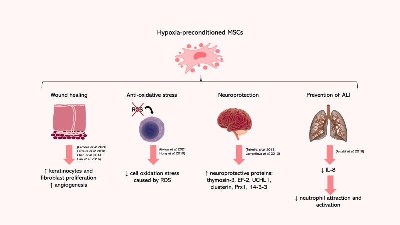 圖2:缺氧預處理的MSC 圖2:缺氧預處理的MSC