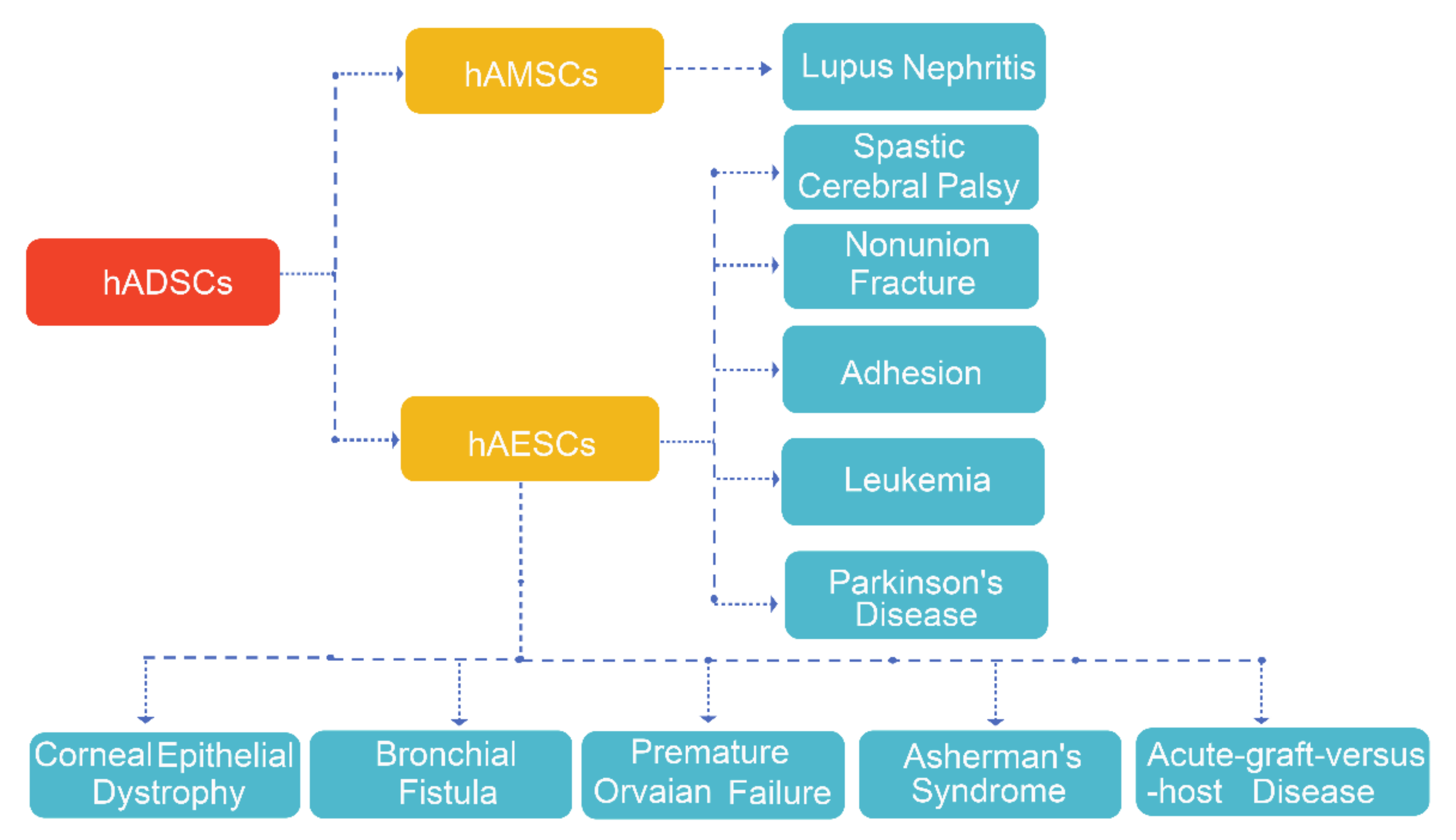 圖4.hADSC的臨床應用。