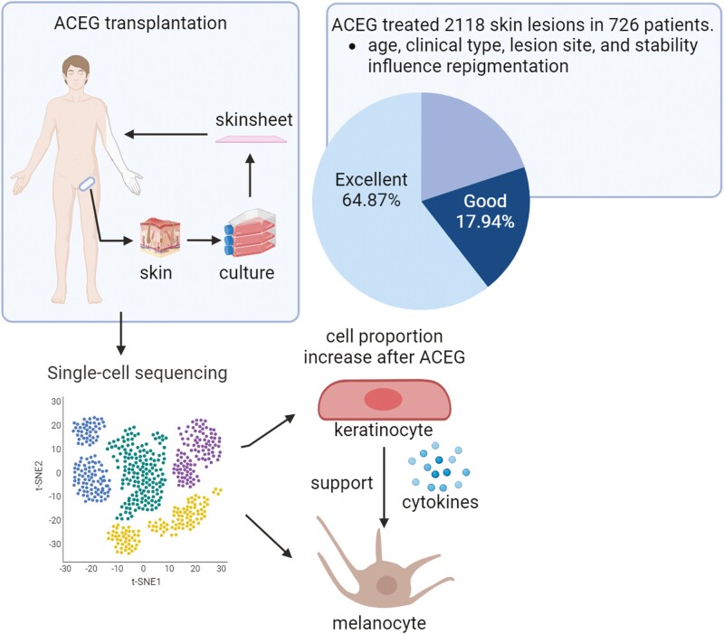 ACEG在治療節段性白癜風、下肢病變、年齡≤18、穩定期>3年方面表現出更好的效果 ACEG在治療節段性白癜風、下肢病變、年齡≤18、穩定期>3年方面表現出更好的效果