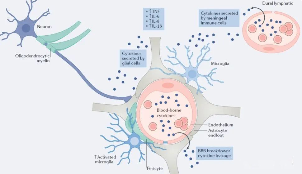 ▲從細胞學上看:抑郁癥的出現(xiàn)與小膠質細胞數(shù)量減少有關 ▲從細胞學上看:抑郁癥的出現(xiàn)與小膠質細胞數(shù)量減少有關