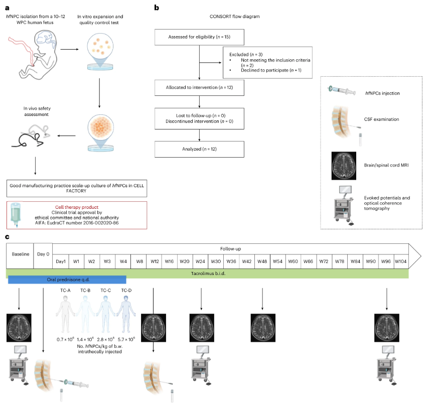 來(lái)源于人類(lèi)胎兒的神經(jīng)干細(xì)胞/前體細(xì)胞