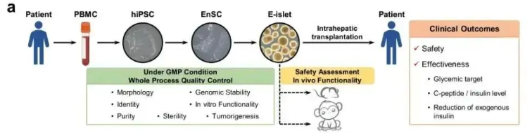 我國干細(xì)胞治療糖尿病的研究進(jìn)展