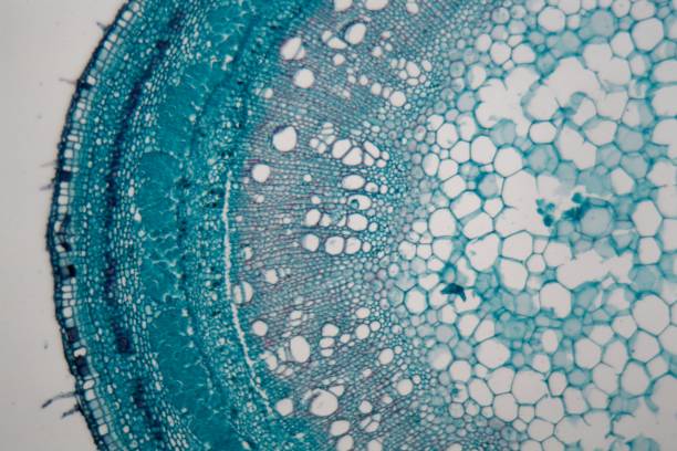 干細胞突破:EPHA2蛋白可能是更安全的再生療法的關鍵 干細胞突破:EPHA2蛋白可能是更安全的再生療法的關鍵