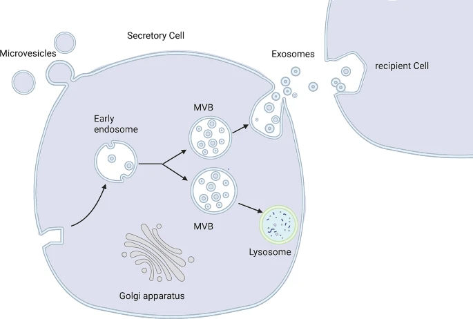 圖4:外泌體的形成與分泌。 圖4:外泌體的形成與分泌。