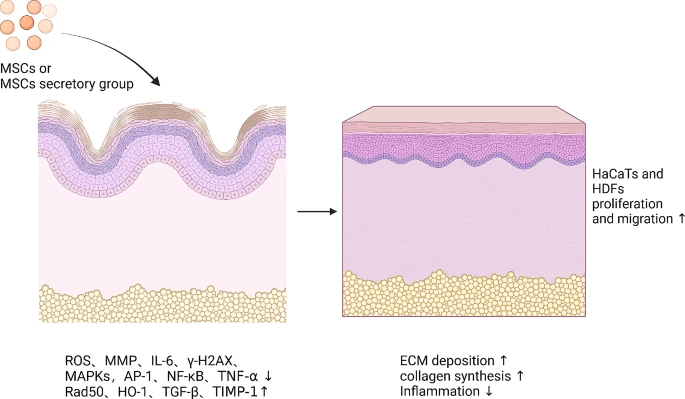 圖7:間充質干細胞促進皮膚年輕化的機制 圖7:間充質干細胞促進皮膚年輕化的機制