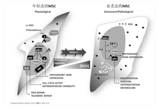 △年輕態的干細胞胞體飽滿、呈明顯的梭形；衰老的干細胞胞體寬大扁平