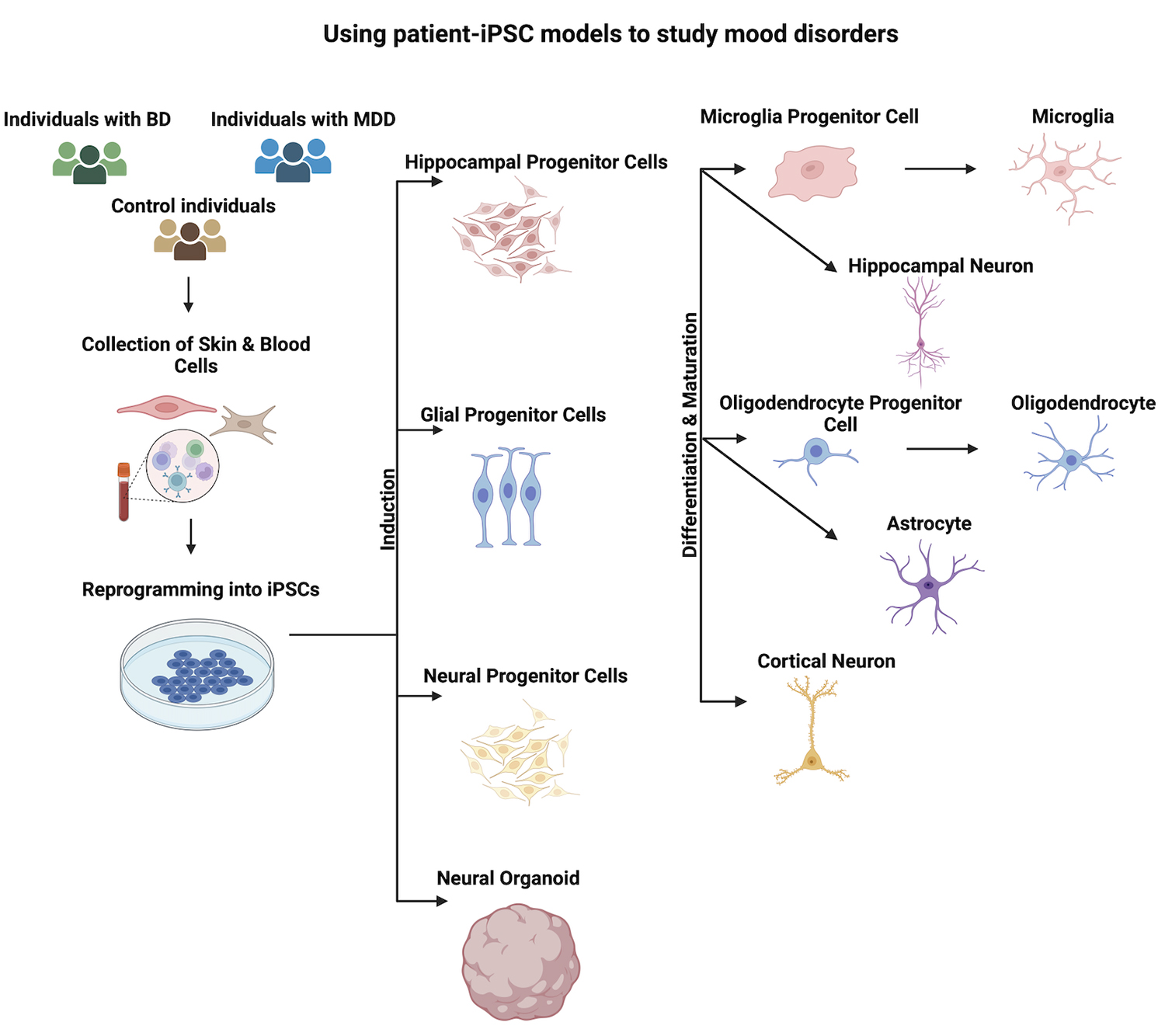圖1：使用患者-iPSC模型研究情緒障礙。收集患者的皮膚或血液細(xì)胞，并使用先前建立的方案將其重新編程為iPSC