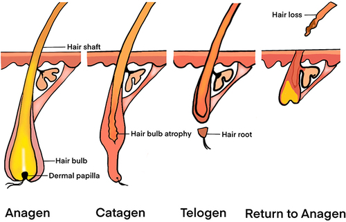 圖1:毛囊結(jié)構(gòu)和毛發(fā)周期。 圖1:毛囊結(jié)構(gòu)和毛發(fā)周期