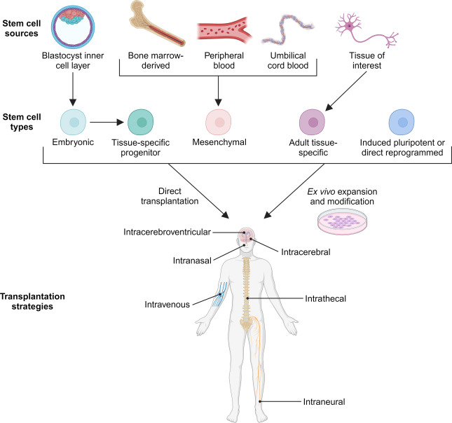 圖1：干細胞分類和治療應用的遞送策略。