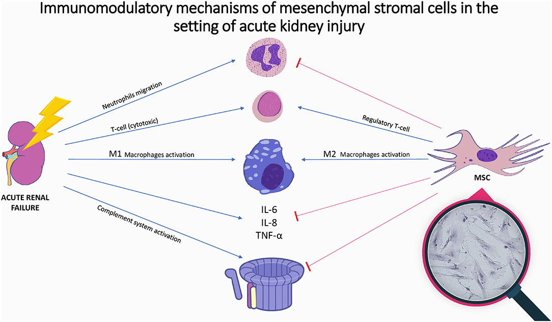 圖1：間充質(zhì)基質(zhì)細(xì)胞在急性腎損傷中的免疫調(diào)節(jié)機(jī)制。