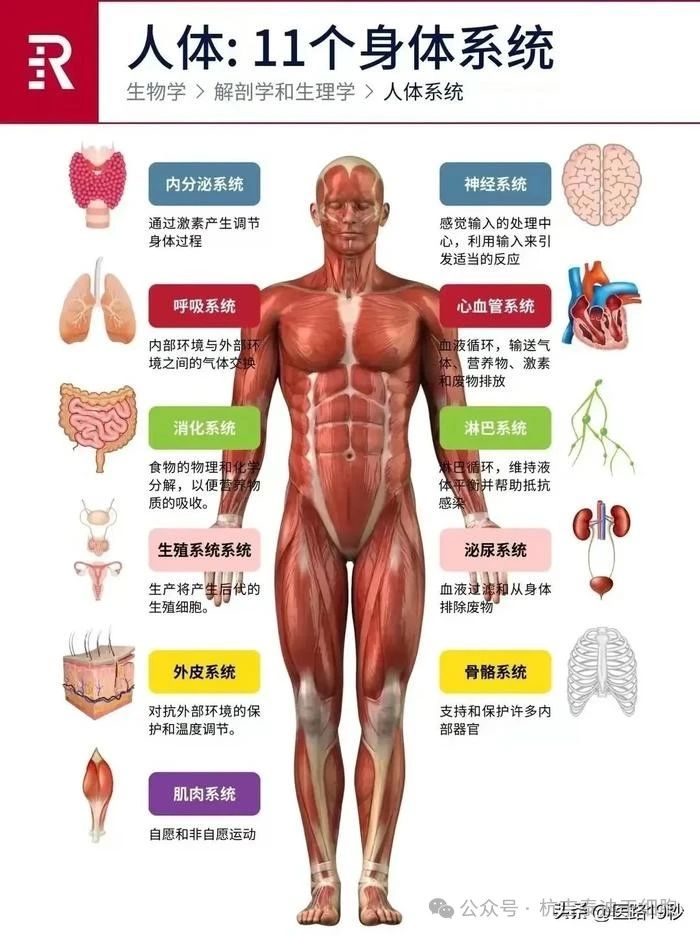 人體:11個身體系統(tǒng)