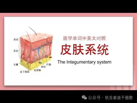 干細(xì)胞療法與皮膚系統(tǒng)