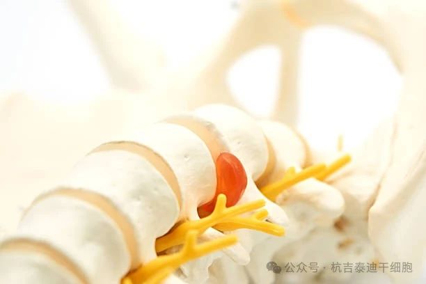 干細(xì)胞療法與骨骼系統(tǒng)