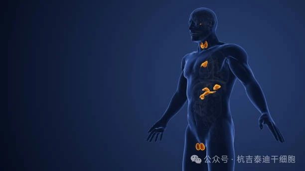 內(nèi)分泌系統(tǒng)疾病