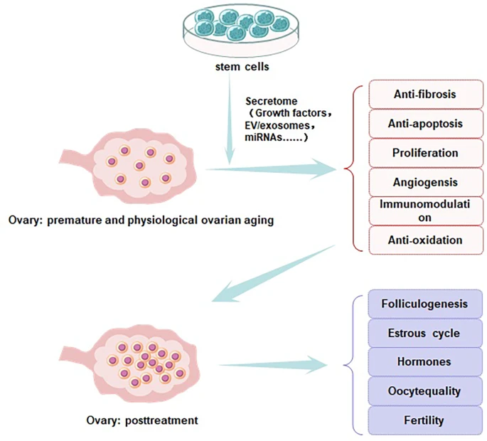 圖2:干細胞改善卵巢功能的圖示