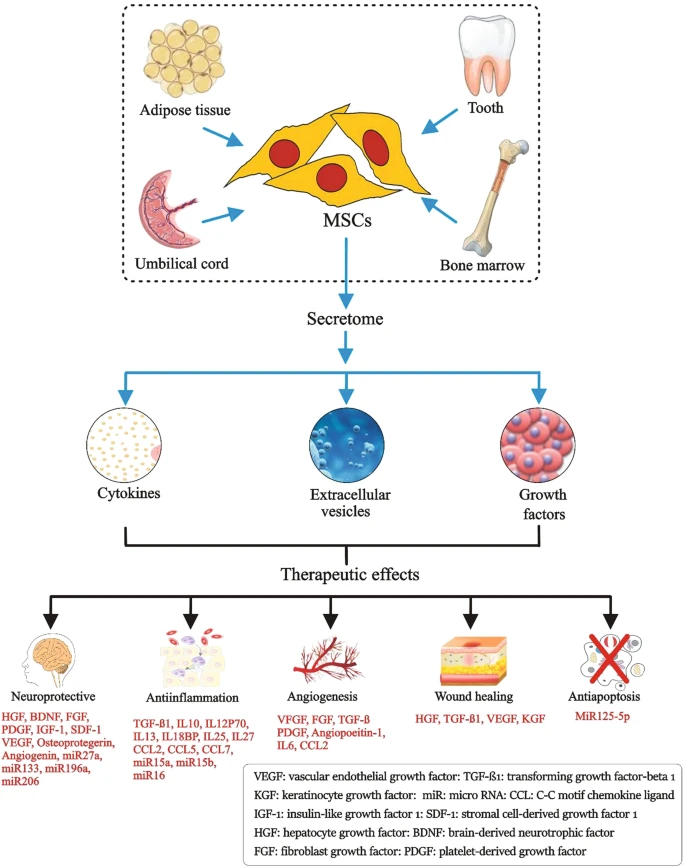 圖1:間充質干細胞的來源、分泌組組成和治療益處。 圖1:間充質干細胞的來源、分泌組組成和治療益處。