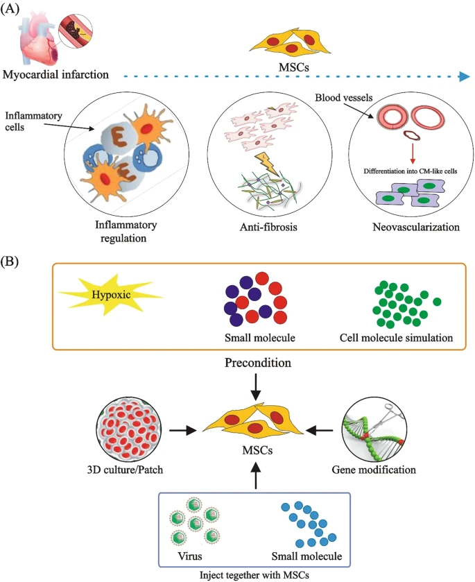 (A) MSCs通過調節炎癥、預防纖維化、促進新血管形成和分化為心肌樣細胞來治療CVD。 (B) 改善MSCs在CVD中的治療效果的方法。為了提高MSCs的治療效果,已經采用了3D培養、含有MSCs的貼片、用缺氧或化學物質進行預處理、基因修飾以及病毒注射與小化合物或shRNA相結合等技術。 (A) MSCs通過調節炎癥、預防纖維化、促進新血管形成和分化為心肌樣細胞來治療CVD。
(B) 改善MSCs在CVD中的治療效果的方法。為了提高MSCs的治療效果,已經采用了3D培養、含有MSCs的貼片、用缺氧或化學物質進行預處理、基因修飾以及病毒注射與小化合物或shRNA相結合等技術。