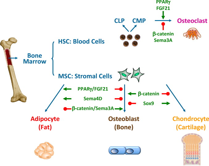 骨髓間充質干細胞的來源、特性、作用是什么？