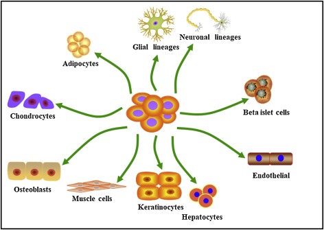 脂肪間充質(zhì)干細(xì)胞的來源、特性、作用是什么？