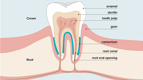 牙髓間充質干細胞的來源、特性、作用是什么？
