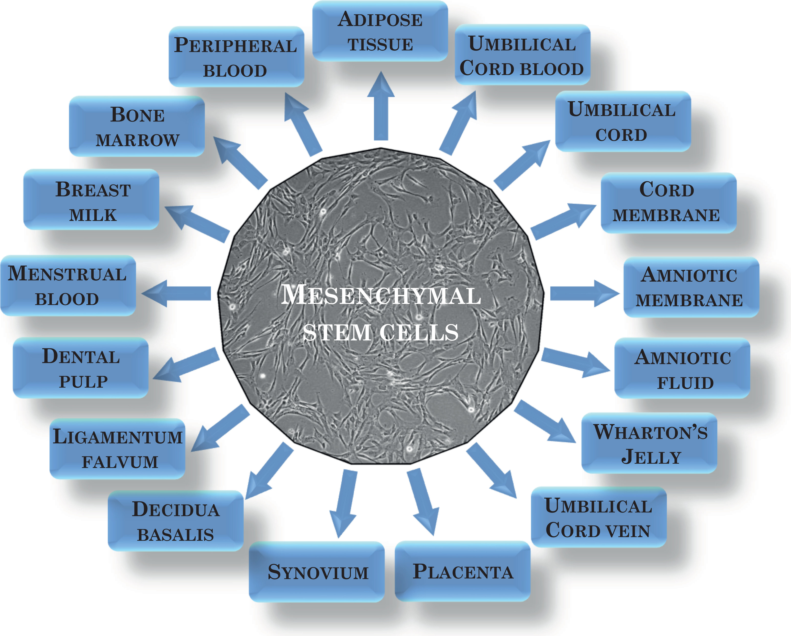 圖1：間充質(zhì)干細(xì)胞的來源