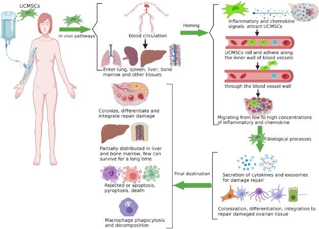 一、什么是臍帶間充質(zhì)干細胞? 一、什么是臍帶間充質(zhì)干細胞?