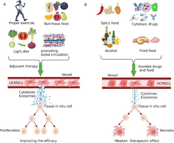 四、臍帶間充質(zhì)干細胞治療期間的注意事項 四、臍帶間充質(zhì)干細胞治療期間的注意事項