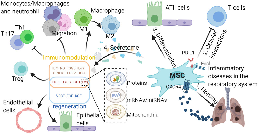MSCs在呼吸系統(tǒng)典型炎癥疾病中的作用。

外源性MSCs可通過SDF-1-CXCR4軸遷移至受損組織，間充質(zhì)干細胞可通過細胞間相互作用分化為ATII樣細胞并抑制免疫細胞，并分泌多種具有免疫調(diào)節(jié)能力的生物活性分子，促進受損組織再生。與免疫調(diào)節(jié)相關(guān)的分子可使巨噬細胞從M1型轉(zhuǎn)變?yōu)镸2型，抑制巨噬細胞、中性粒細胞和單核細胞的遷移，抑制TH1和TH17細胞的分化，促進Treg細胞的形成。

生長因子可保護肺泡上皮細胞和肺血管內(nèi)皮細胞免受損傷。間充質(zhì)干細胞可通過EVs將蛋白質(zhì)、mRNA/miRNA和線粒體轉(zhuǎn)運到其他細胞，發(fā)揮其在免疫調(diào)節(jié)和再生中的作用，EVs的功能由其內(nèi)容決定。